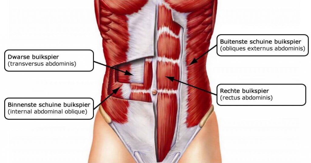 buikspieren anatomie
